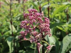 Veränderte Flammenblume 'Natural Feelings' ® -Günstiges Garten Zart Geschäft veraenderte flammenblume natural feelings m059925 w 2