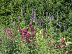 Veränderte Flammenblume 'Natural Feelings' ® -Günstiges Garten Zart Geschäft veraenderte flammenblume natural feelings m059925 w 4