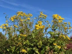 Verwachsenblättrige Becherpflanze 24 Verwachsenblättrige Becherpflanze -Günstiges Garten Zart Geschäft verwachsenblaettrige becherpflanze m076233 w 0