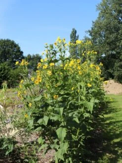 Verwachsenblättrige Becherpflanze 17 Verwachsenblättrige Becherpflanze -Günstiges Garten Zart Geschäft verwachsenblaettrige becherpflanze m076233 w 1