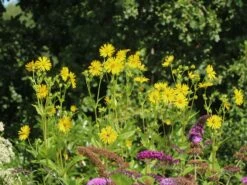 Verwachsenblättrige Becherpflanze 25 Verwachsenblättrige Becherpflanze -Günstiges Garten Zart Geschäft verwachsenblaettrige becherpflanze m076233 w 10