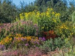 Verwachsenblättrige Becherpflanze 23 Verwachsenblättrige Becherpflanze -Günstiges Garten Zart Geschäft verwachsenblaettrige becherpflanze m076233 w 3