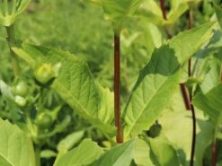 Verwachsenblättrige Becherpflanze 20 Verwachsenblättrige Becherpflanze -Günstiges Garten Zart Geschäft verwachsenblaettrige becherpflanze m076233 w 4