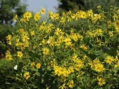 Verwachsenblättrige Becherpflanze 21 Verwachsenblättrige Becherpflanze -Günstiges Garten Zart Geschäft verwachsenblaettrige becherpflanze m076233 w 5