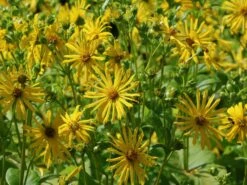 Verwachsenblättrige Becherpflanze 16 Verwachsenblättrige Becherpflanze -Günstiges Garten Zart Geschäft verwachsenblaettrige becherpflanze m076233 w 6