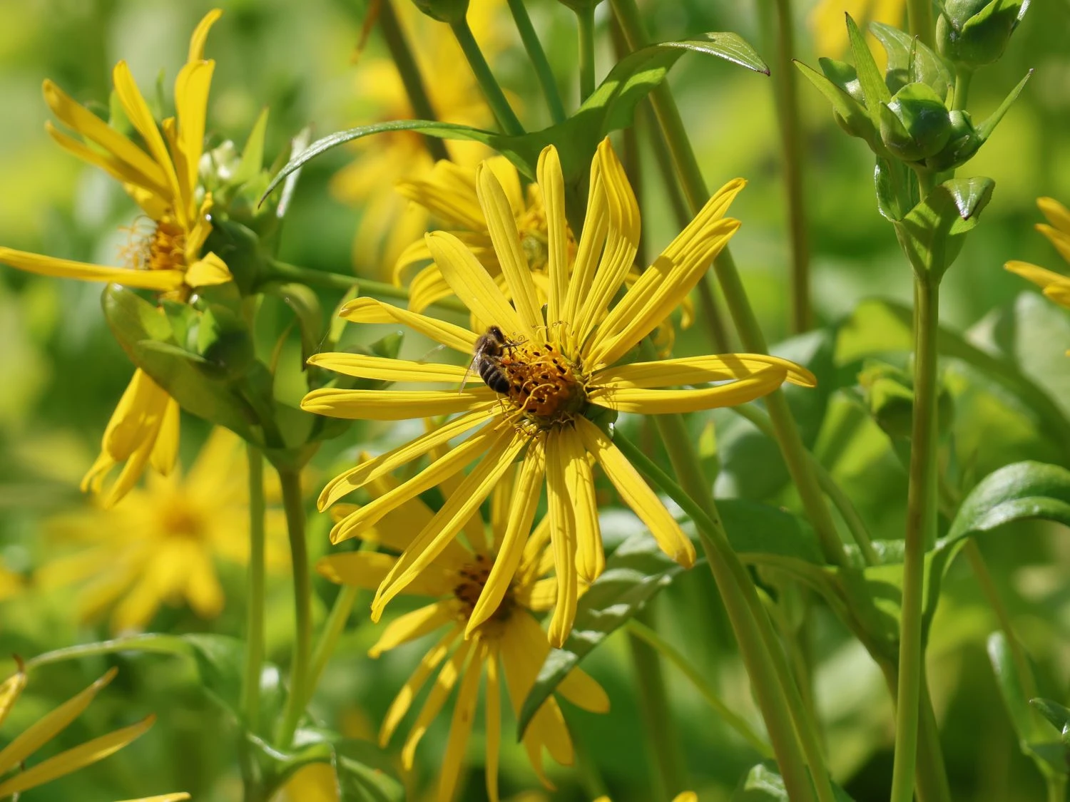 Verwachsenblättrige Becherpflanze 11 Verwachsenblättrige Becherpflanze – Bild 9