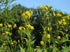 Verwachsenblättrige Becherpflanze 18 Verwachsenblättrige Becherpflanze -Günstiges Garten Zart Geschäft verwachsenblaettrige becherpflanze m076233 w 9