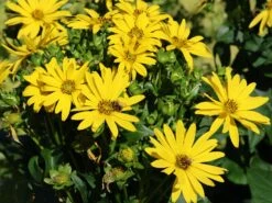 Verwachsenblättrige Becherpflanze 'Maya'