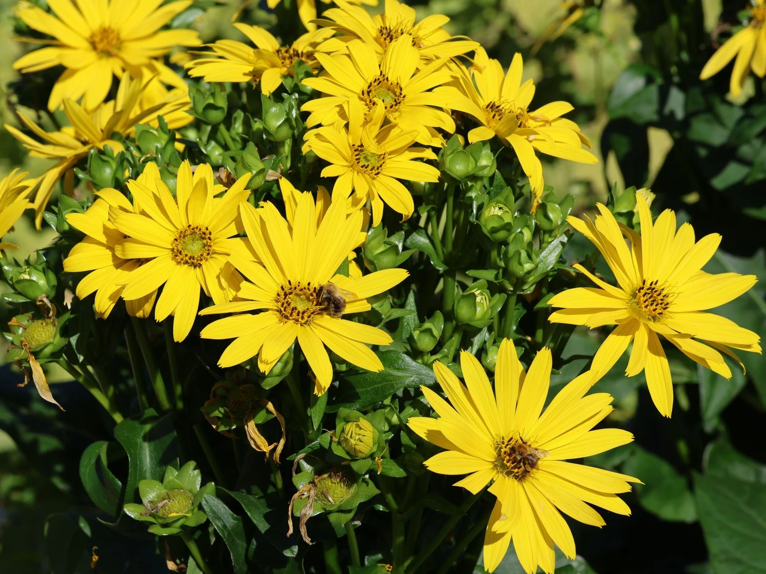 Verwachsenblättrige Becherpflanze 'Maya' 3 Verwachsenblättrige Becherpflanze 'Maya'