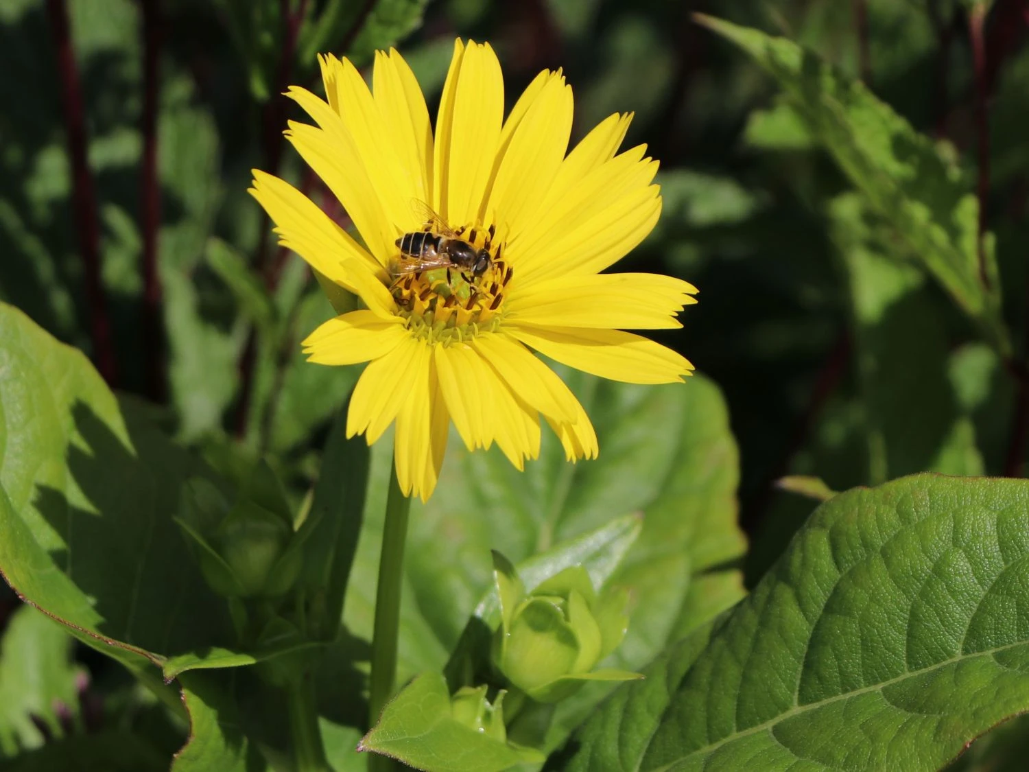 Verwachsenblättrige Becherpflanze 'Maya' 4 Verwachsenblättrige Becherpflanze 'Maya' – Bild 2