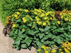 Verwachsenblättrige Becherpflanze 'Maya' 10 Verwachsenblättrige Becherpflanze 'Maya' -Günstiges Garten Zart Geschäft verwachsenblaettrige becherpflanze maya m107620 w 1