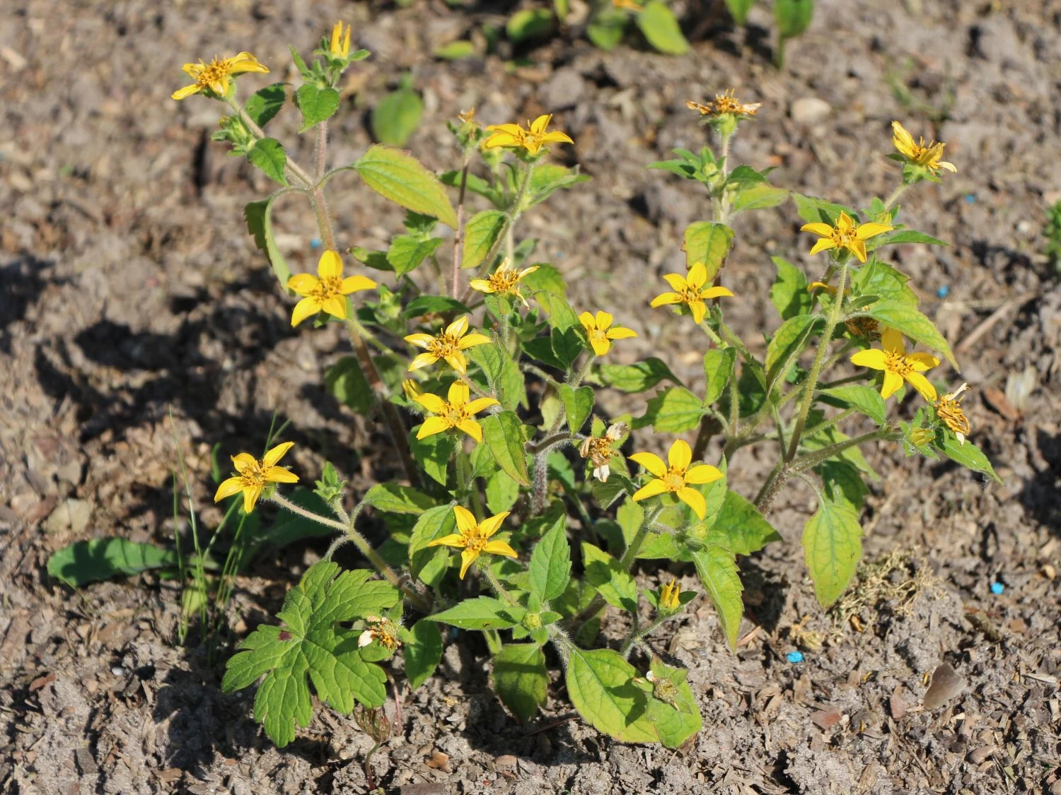 Virginia-Goldkörbchen 13 Virginia-Goldkörbchen – Bild 11