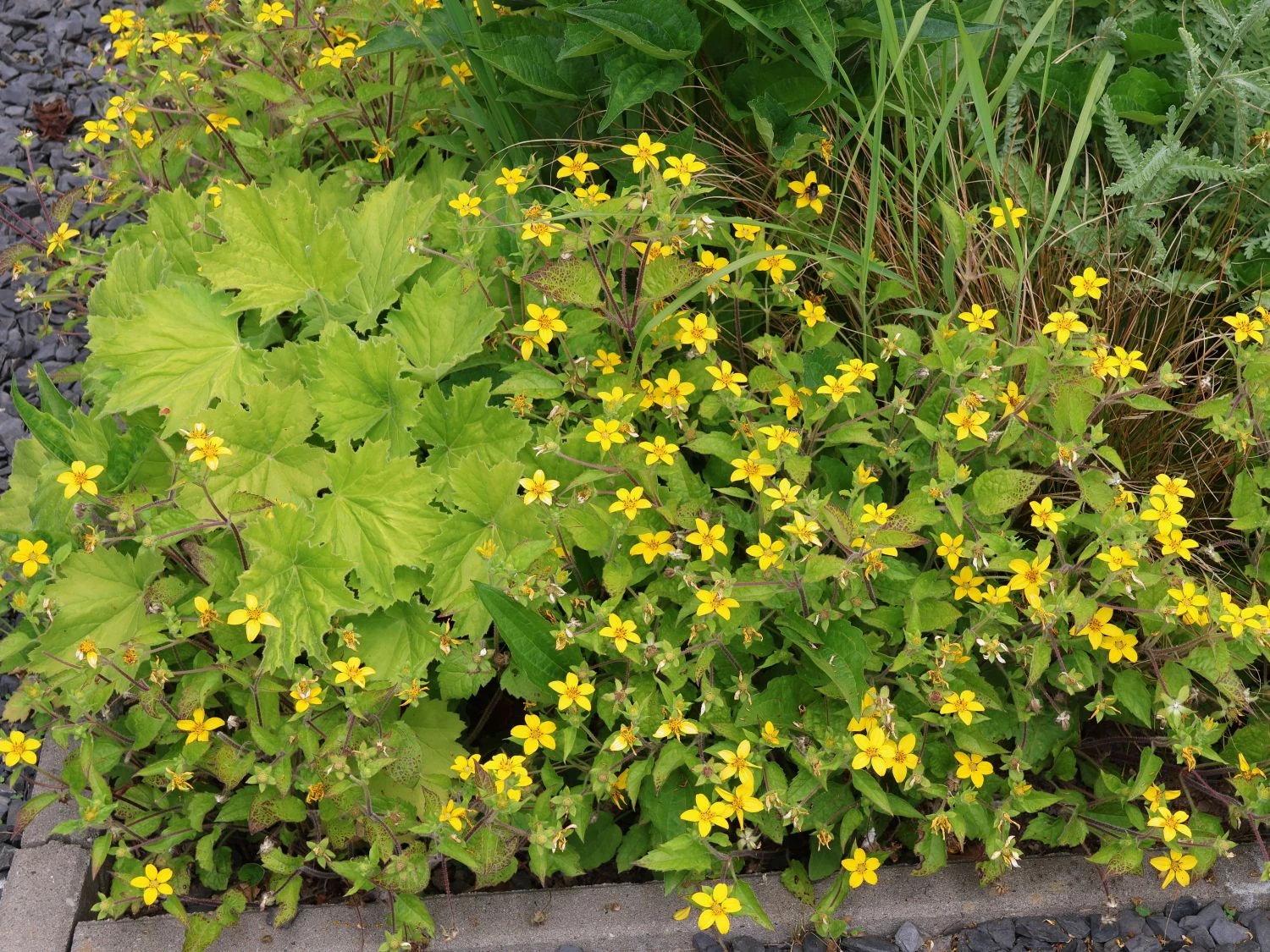 Virginia-Goldkörbchen 9 Virginia-Goldkörbchen – Bild 7