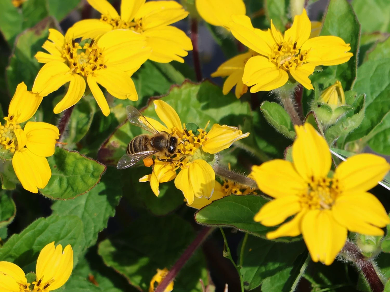 Virginia-Goldkörbchen 8 Virginia-Goldkörbchen – Bild 6