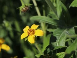 Virginia-Goldkörbchen 22 Virginia-Goldkörbchen -Günstiges Garten Zart Geschäft virginia goldkoerbchen m058148 w 3