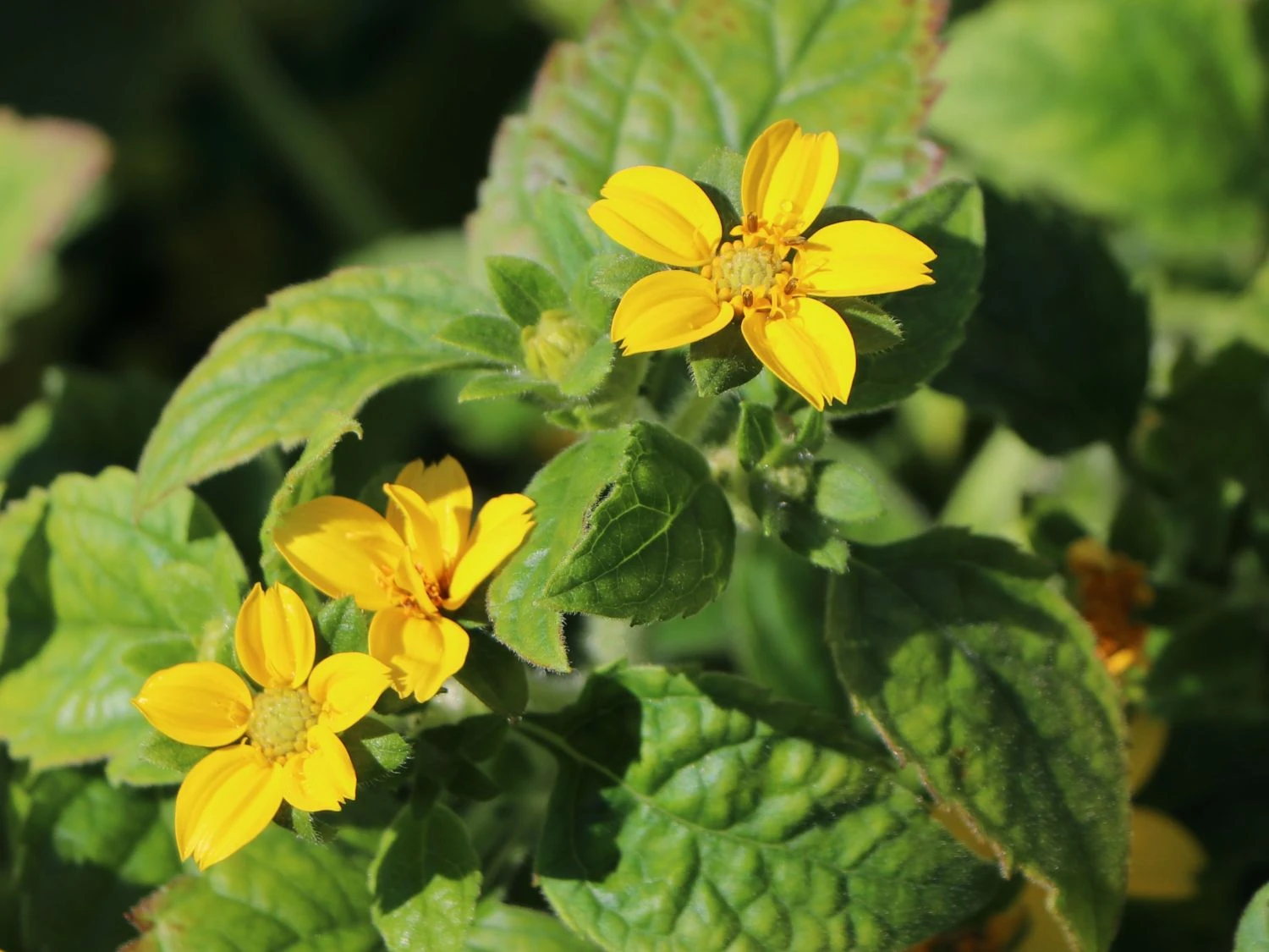 Virginia-Goldkörbchen 10 Virginia-Goldkörbchen – Bild 8