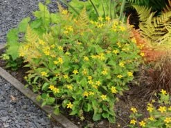 Virginia-Goldkörbchen 21 Virginia-Goldkörbchen -Günstiges Garten Zart Geschäft virginia goldkoerbchen m058148 w 5