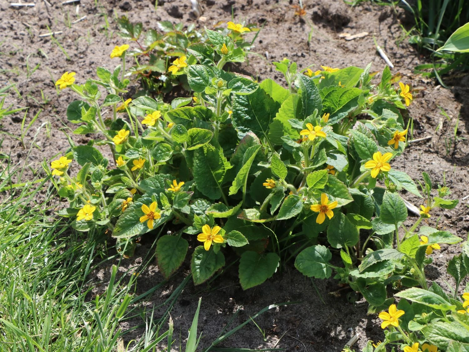 Virginia-Goldkörbchen 4 Virginia-Goldkörbchen – Bild 2