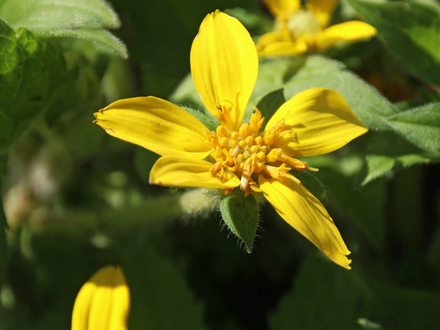 Virginia-Goldkörbchen 5 Virginia-Goldkörbchen – Bild 3