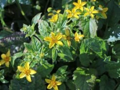 Virginia-Goldkörbchen 17 Virginia-Goldkörbchen -Günstiges Garten Zart Geschäft virginia goldkoerbchen m058148 w 9