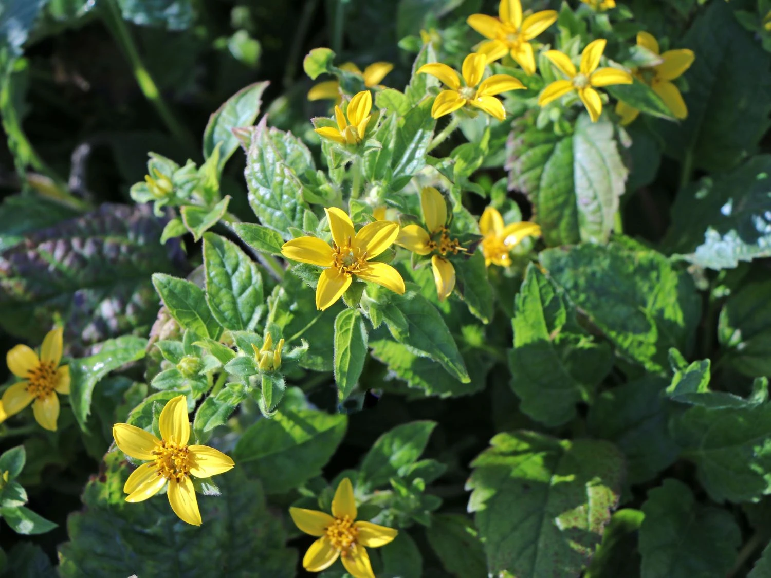 Virginia-Goldkörbchen 7 Virginia-Goldkörbchen – Bild 5