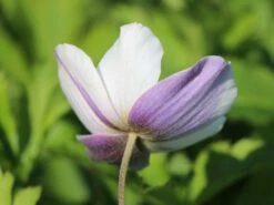 Herbst-Anemone 'Wild Swan' -Günstiges Garten Zart Geschäft wald windroeschen white swan m074055 w 1