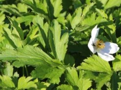 Herbst-Anemone 'Wild Swan' -Günstiges Garten Zart Geschäft wald windroeschen white swan m074055 w 3