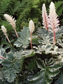 Weiche Bärenklaue Acanthus Mollis 'Whitewater' 15 Weiche Bärenklaue Acanthus Mollis 'Whitewater' -Günstiges Garten Zart Geschäft weiche baerenklaue acanthus mollis whitewater m110734 w 1