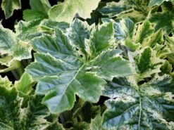 Weiche Bärenklaue Acanthus Mollis 'Whitewater' 13 Weiche Bärenklaue Acanthus Mollis 'Whitewater' -Günstiges Garten Zart Geschäft weiche baerenklaue acanthus mollis whitewater m110734 w 2