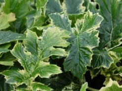 Weiche Bärenklaue Acanthus Mollis 'Whitewater' 12 Weiche Bärenklaue Acanthus Mollis 'Whitewater' -Günstiges Garten Zart Geschäft weiche baerenklaue acanthus mollis whitewater m110734 w 3