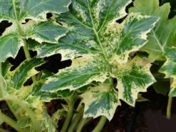 Weiche Bärenklaue Acanthus Mollis 'Whitewater' 16 Weiche Bärenklaue Acanthus Mollis 'Whitewater' -Günstiges Garten Zart Geschäft weiche baerenklaue acanthus mollis whitewater m110734 w 4