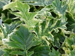 Weiche Bärenklaue Acanthus Mollis 'Whitewater' 17 Weiche Bärenklaue Acanthus Mollis 'Whitewater' -Günstiges Garten Zart Geschäft weiche baerenklaue acanthus mollis whitewater m110734 w 5