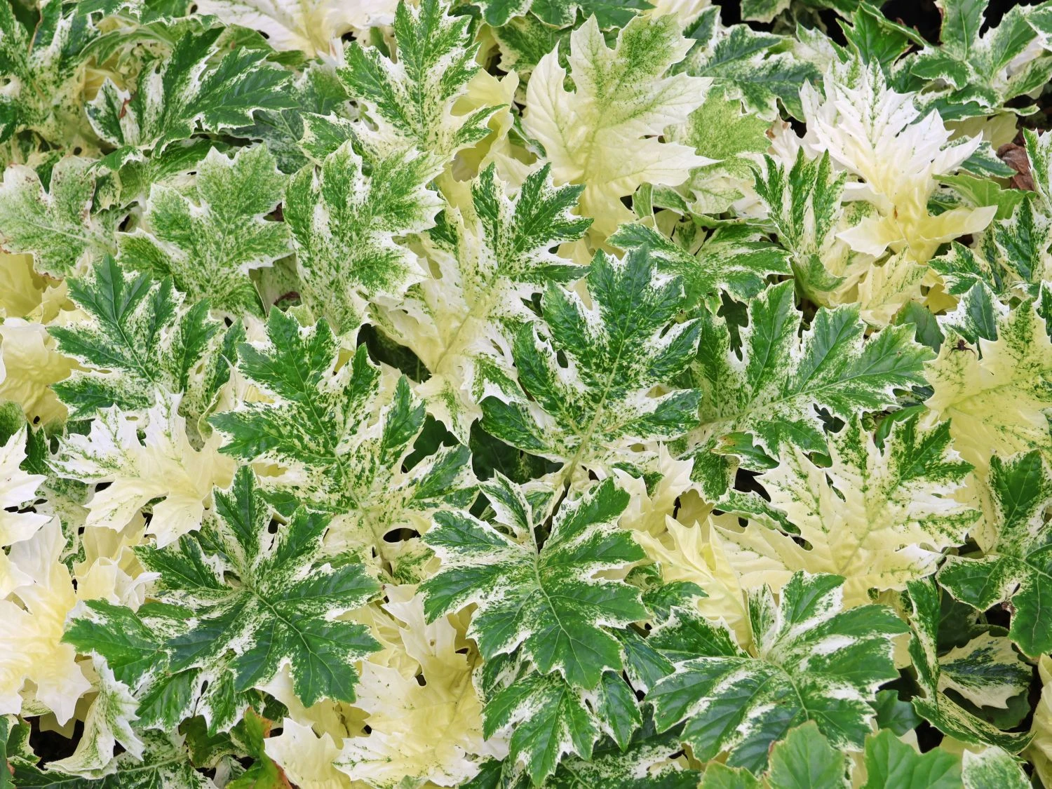 Weiche Bärenklaue Acanthus Mollis 'Whitewater' 4 Weiche Bärenklaue Acanthus Mollis 'Whitewater' – Bild 2