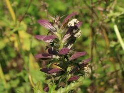 Weiche Bärentatze -Günstiges Garten Zart Geschäft weiche baerentatze m061561 w 0