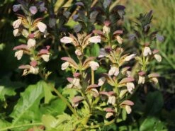 Weiche Bärentatze -Günstiges Garten Zart Geschäft weiche baerentatze m061561 w 1