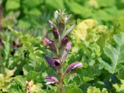 Weiche Bärentatze -Günstiges Garten Zart Geschäft weiche baerentatze m061561 w 3