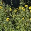 Klafterlange Sonnenblume -Günstiges Garten Zart Geschäft weidenblaettrige sonnenblume m058760 h 0