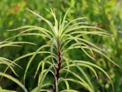 Klafterlange Sonnenblume -Günstiges Garten Zart Geschäft weidenblaettrige sonnenblume m058760 w 1