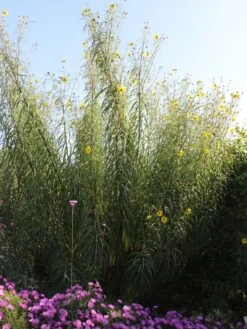 Klafterlange Sonnenblume -Günstiges Garten Zart Geschäft weidenblaettrige sonnenblume m058760 w 2