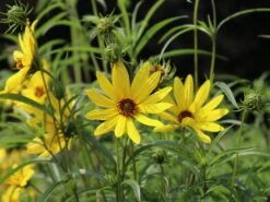Klafterlange Sonnenblume -Günstiges Garten Zart Geschäft weidenblaettrige sonnenblume m058760 w 4