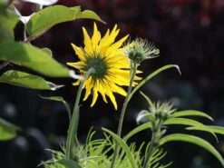 Klafterlange Sonnenblume -Günstiges Garten Zart Geschäft weidenblaettrige sonnenblume m058760 w 6