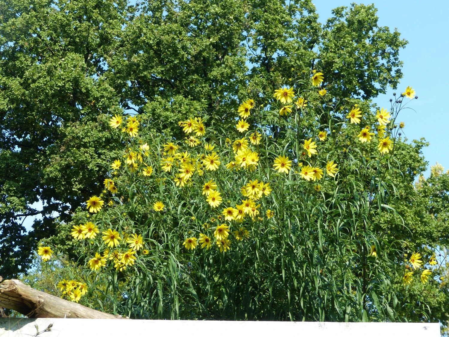Weidenblättrige Sonnenblume 15 Weidenblättrige Sonnenblume – Bild 13