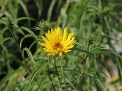 Weidenblättrige Sonnenblume 17 Weidenblättrige Sonnenblume -Günstiges Garten Zart Geschäft weidenblaettrige sonnenblume m058762 w 0