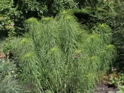 Weidenblättrige Sonnenblume 24 Weidenblättrige Sonnenblume -Günstiges Garten Zart Geschäft weidenblaettrige sonnenblume m058762 w 1