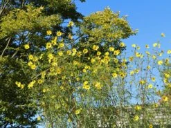 Weidenblättrige Sonnenblume 22 Weidenblättrige Sonnenblume -Günstiges Garten Zart Geschäft weidenblaettrige sonnenblume m058762 w 10