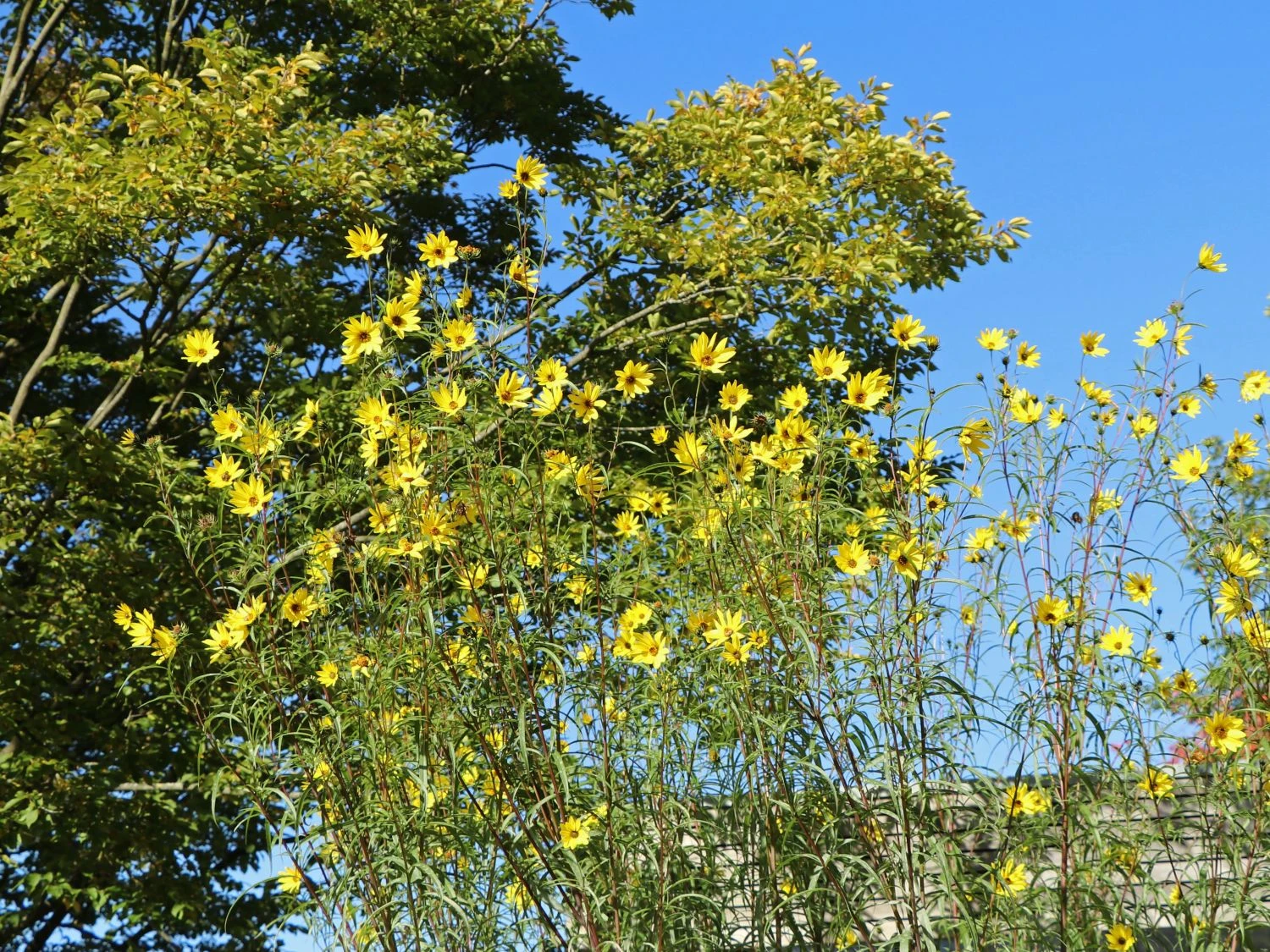 Weidenblättrige Sonnenblume 10 Weidenblättrige Sonnenblume – Bild 8
