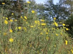 Weidenblättrige Sonnenblume 25 Weidenblättrige Sonnenblume -Günstiges Garten Zart Geschäft weidenblaettrige sonnenblume m058762 w 2