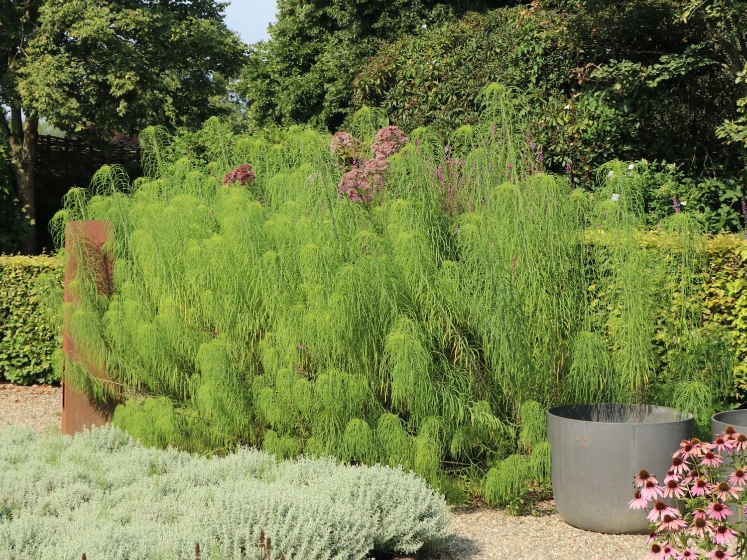 Weidenblättrige Sonnenblume 4 Weidenblättrige Sonnenblume – Bild 2