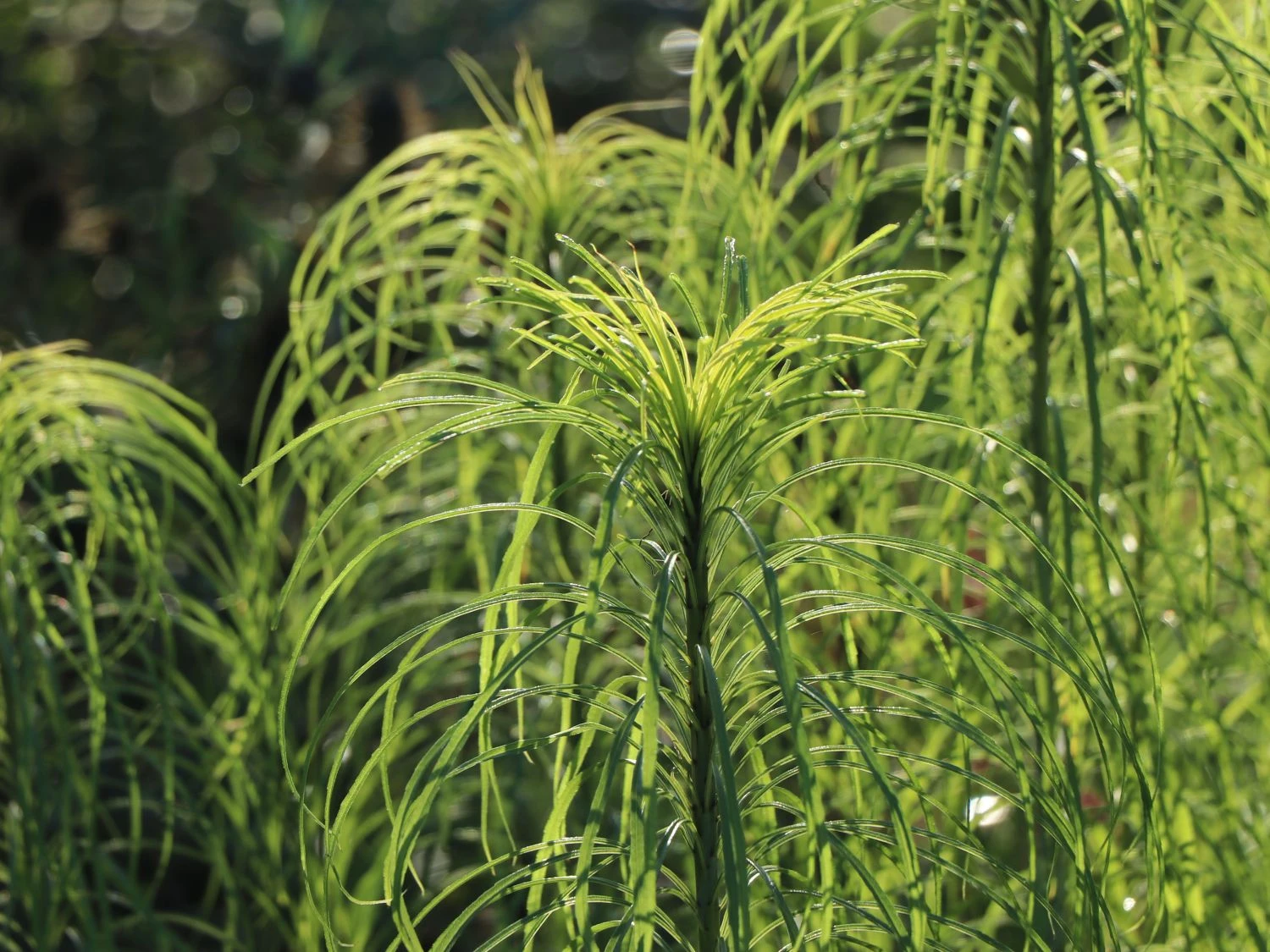 Weidenblättrige Sonnenblume 14 Weidenblättrige Sonnenblume – Bild 12