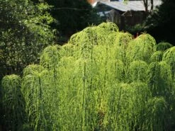 Weidenblättrige Sonnenblume 23 Weidenblättrige Sonnenblume -Günstiges Garten Zart Geschäft weidenblaettrige sonnenblume m058762 w 5